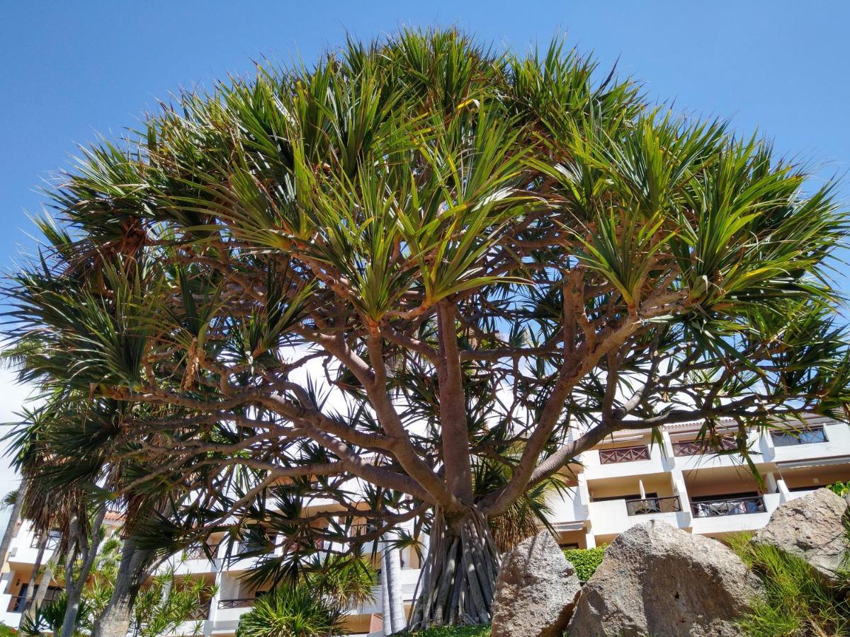 Forest Flat - Big Heated Pool, Terrace, Tv Channels, Golf Courses Σαν Μιγκέλ ντε Αμπόνα Εξωτερικό φωτογραφία